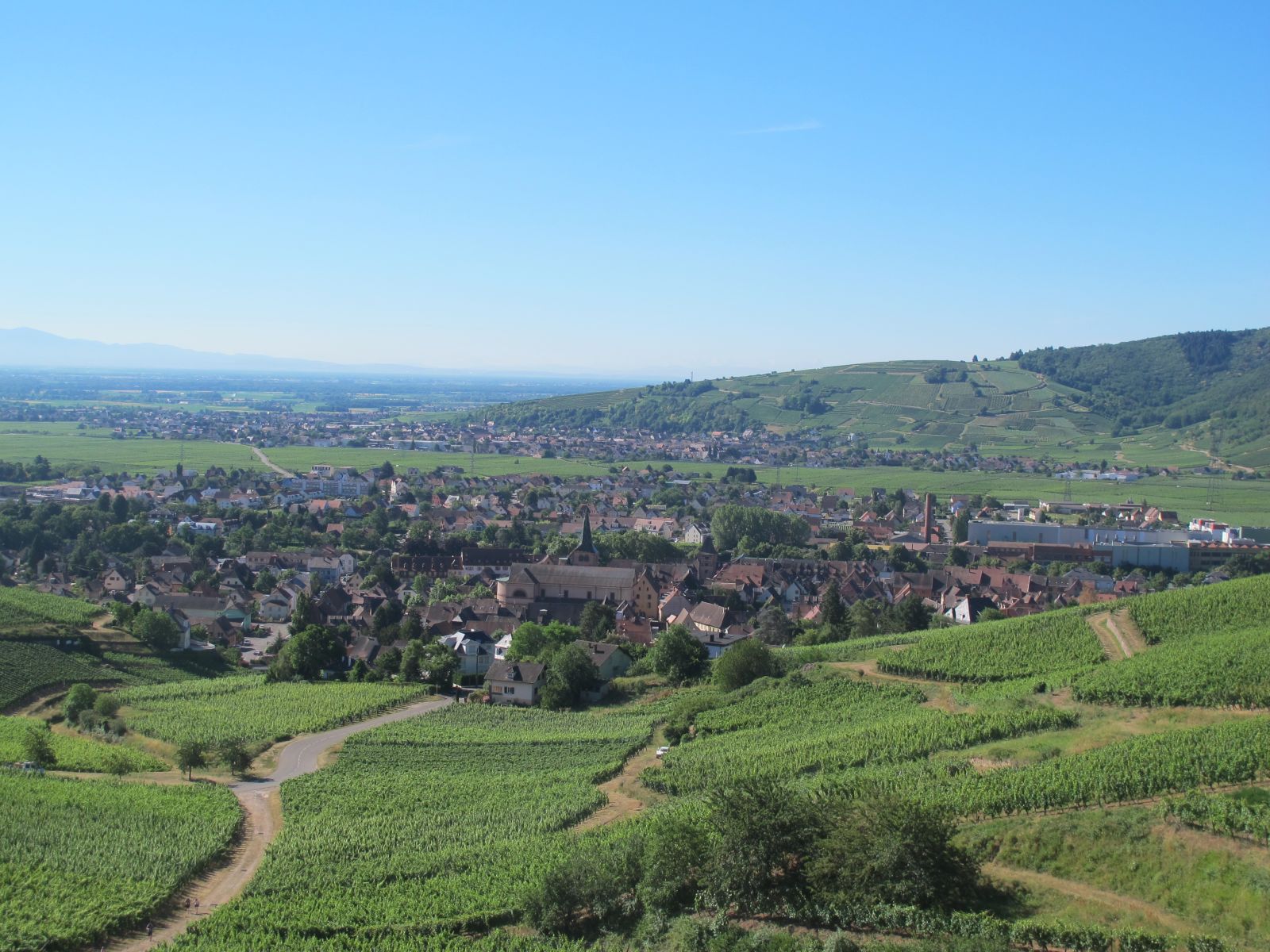 Vineyards of Alsace. Matt Walls Panoramic vineyards of Alsace with Vosges mountains in the background